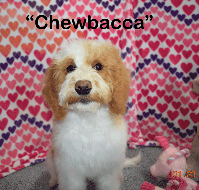 australian labradoodle